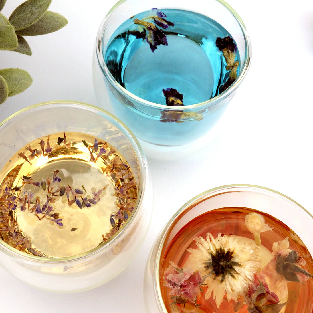 Three botanical herbal teas in glass cups with pressed flowers and petals