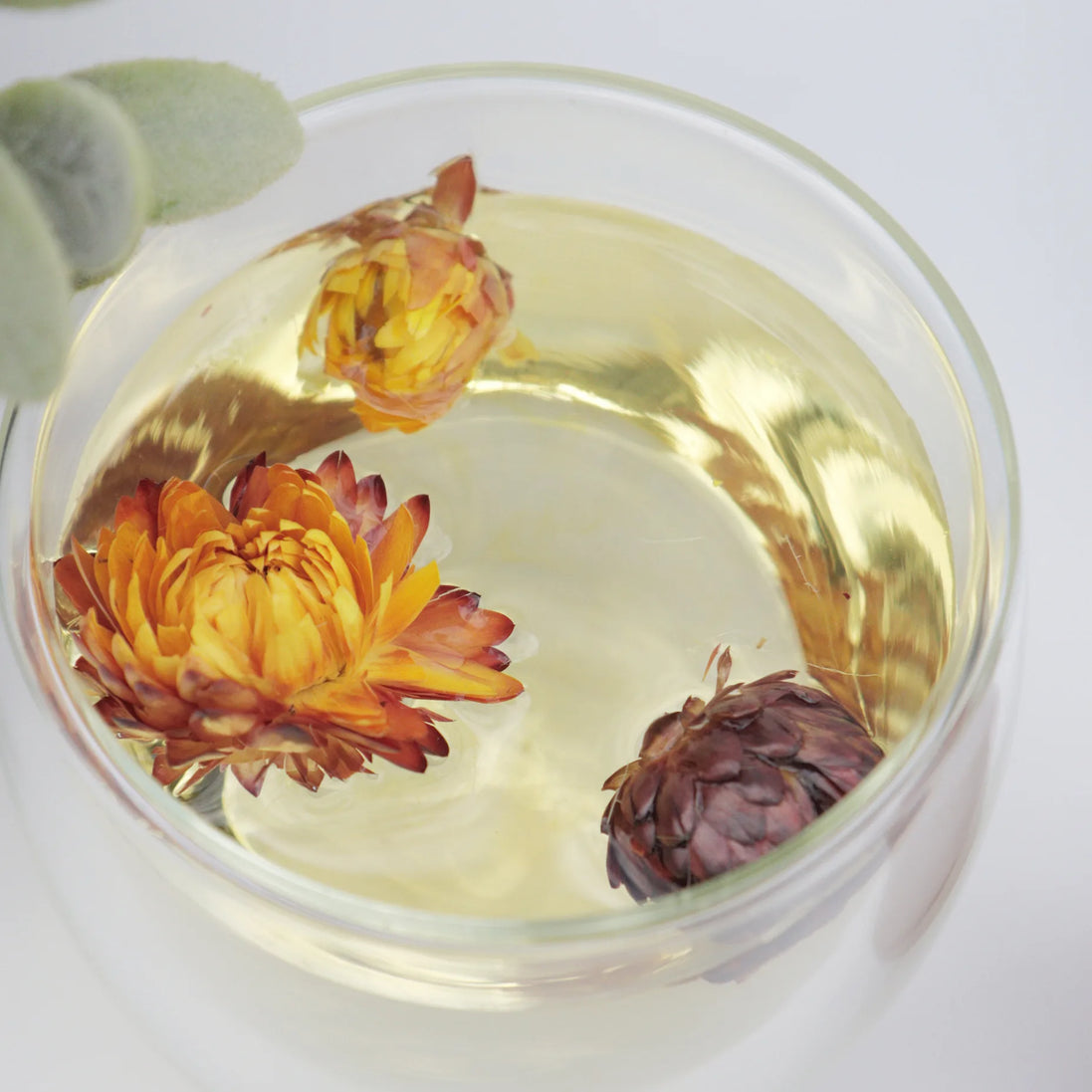 Dried chrysanthemum flowers floating in herbal tea in clear glass cup