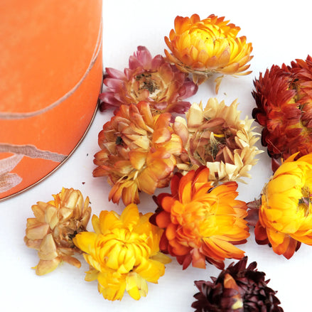 Dried strawflowers in autumn tones with orange travel bag corner visible
